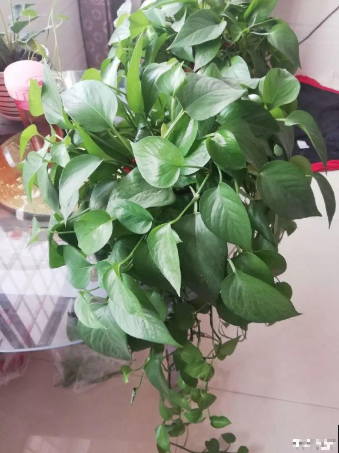 屋里摆这7种花，空气清新少生病，整个冬天绿油油！