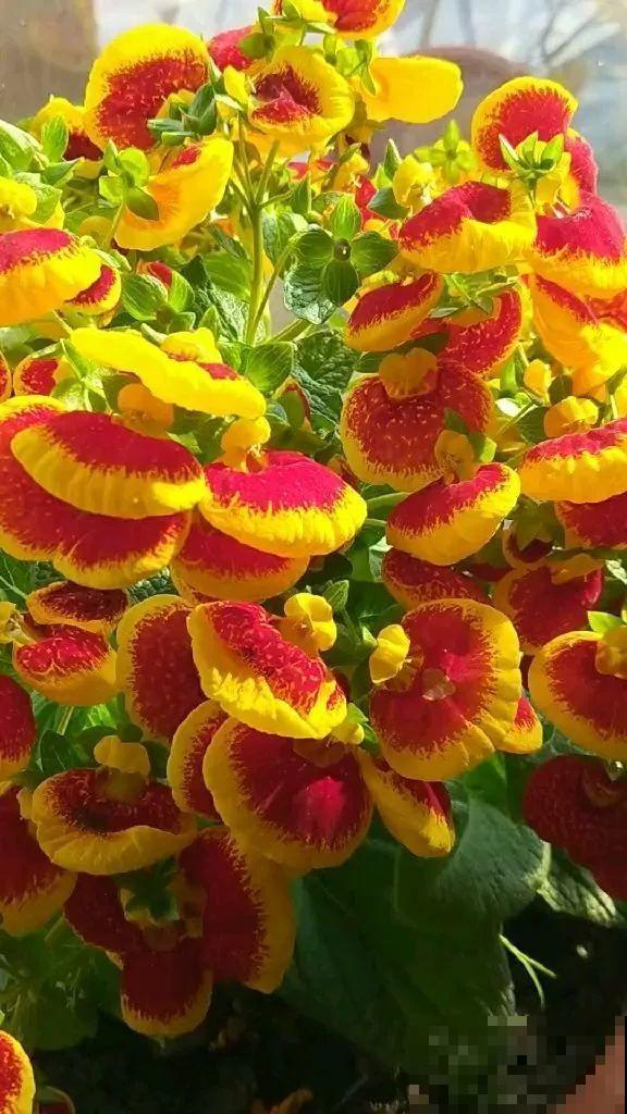 12个星座的守护花，新年养花，就养盆适合自己的！