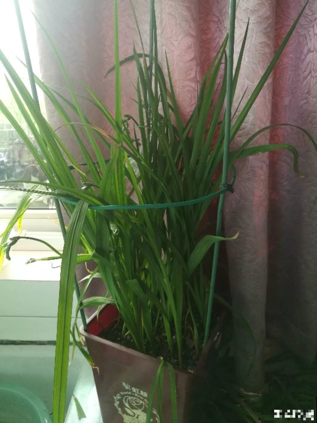 别让这花长太高，小心变成“韭菜”，再也不开花！