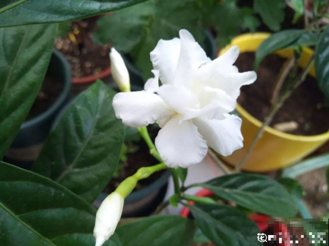 12种生肖花，快看看哪种属于你！