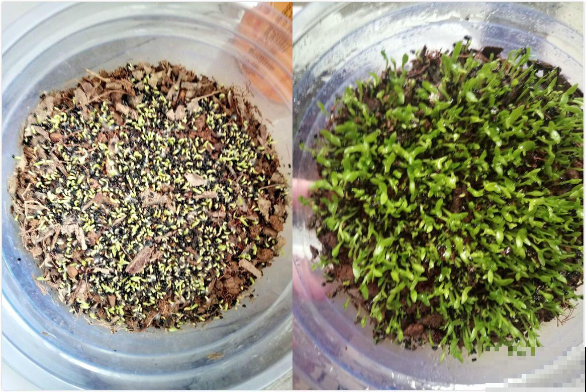火龙果切两半，挖出种子埋土里，还能结出沉甸甸的红果子！
