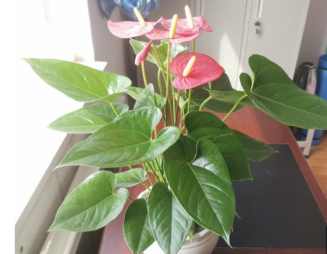 4种花，冬天可以放心养，喷喷水就开花！