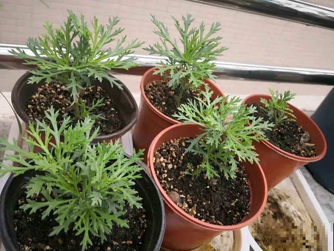 这花就要虐着养，一长高就剪，能开大半年！