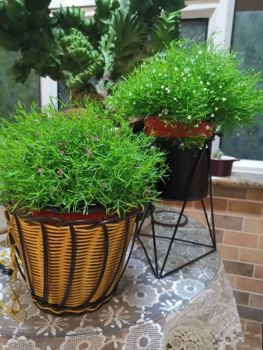 养这花不占地，盆盆开爆，阳台再小也能变花海！