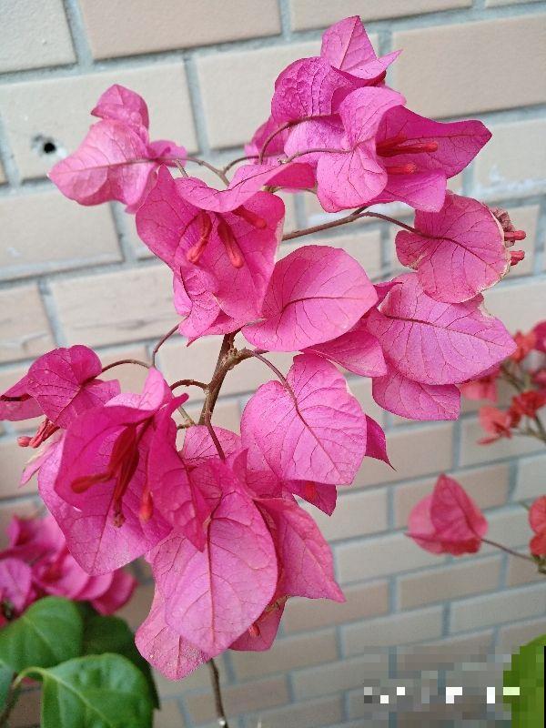 冬天想赏花的，这花一定要养一盆，放在室内就能开爆！