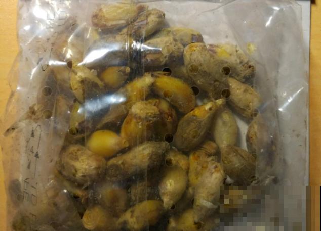 老妈种了一丛韭菜，3个月后，居然开出七彩花！
