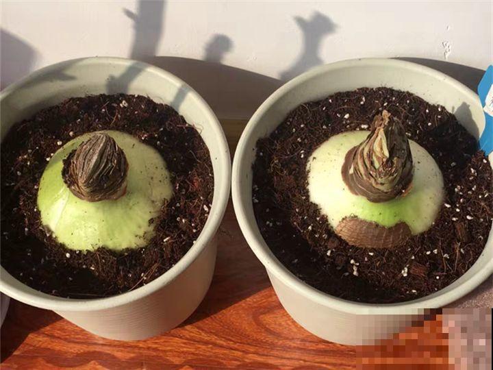 冬天养个大肚子花，不怕冷爱开花，放客厅最有气质！
