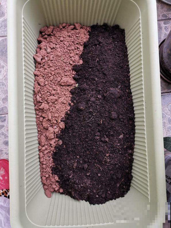 家里这种土不要养花，否则养一棵死一棵，趁冬天空闲赶紧改良！