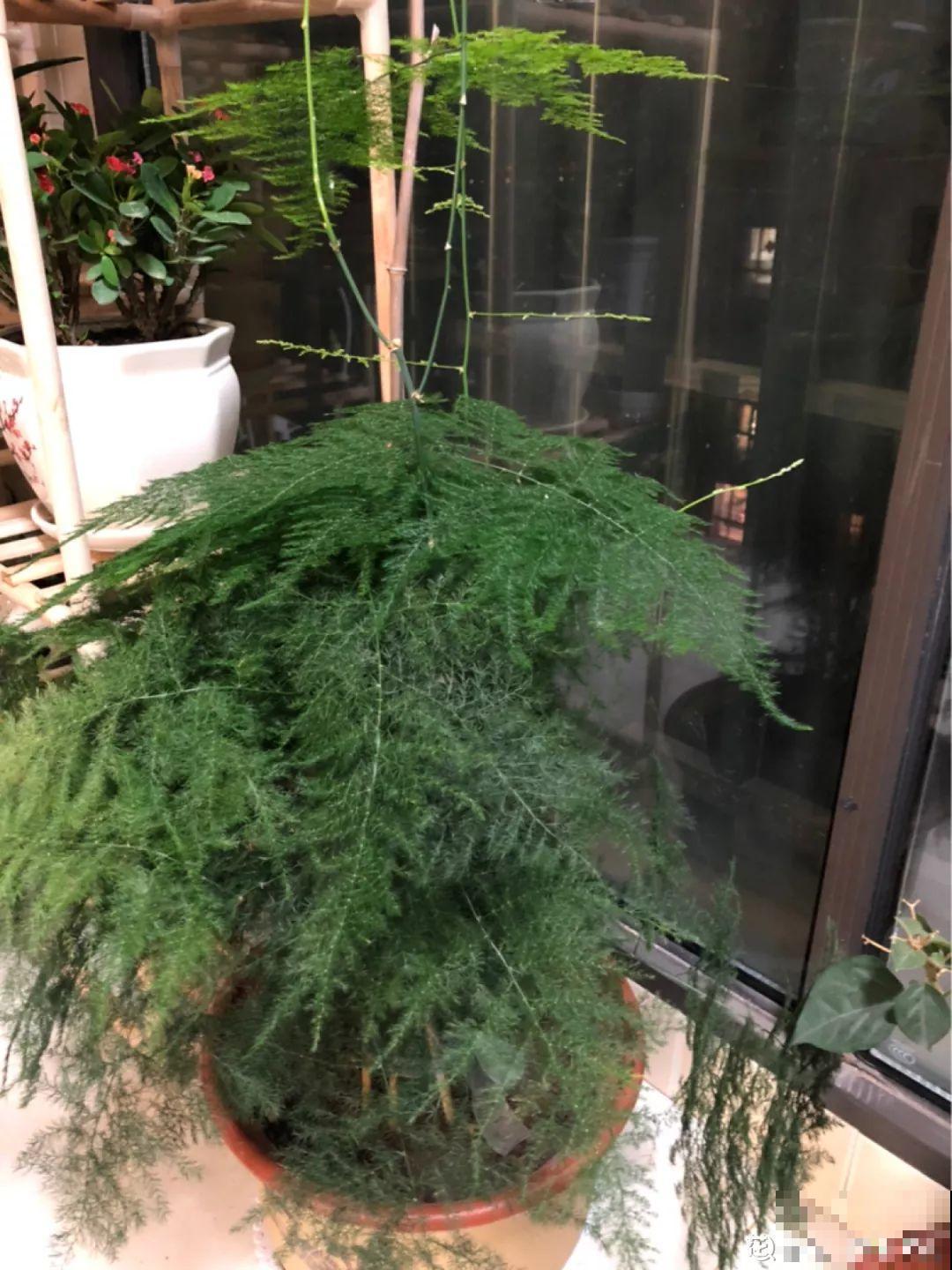 这4种花养在家里，就是一个小型的加湿器，不干不躁真舒服！