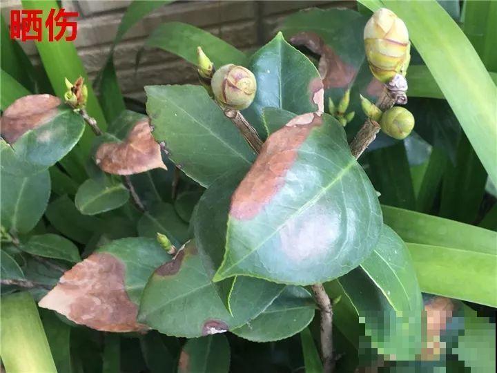 这花想要冬天开，就得狠心剪两刀，满树红花惹人爱！