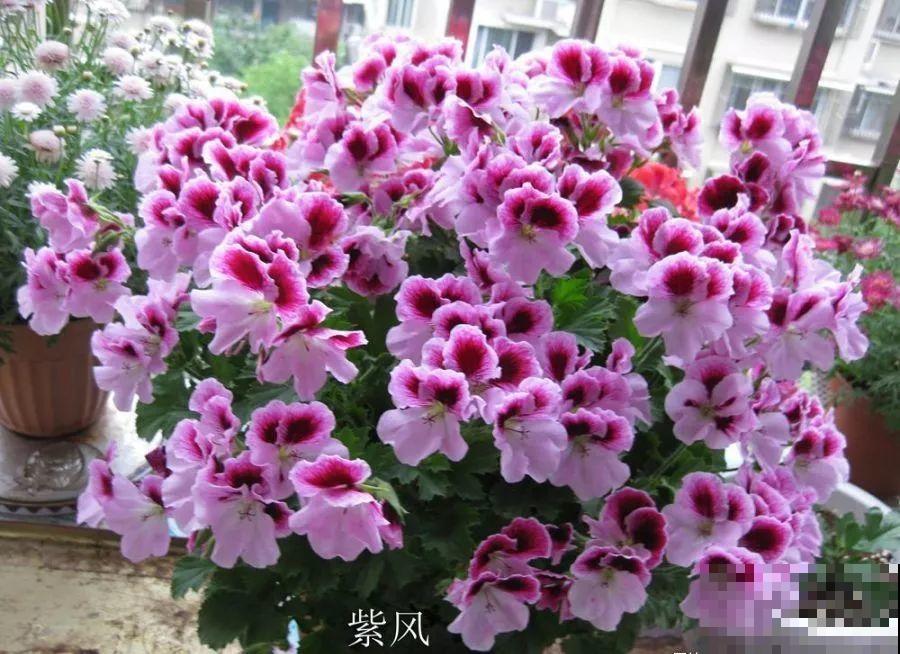 1米宽的防盗窗，挤满99盆花，掐一把开一片！