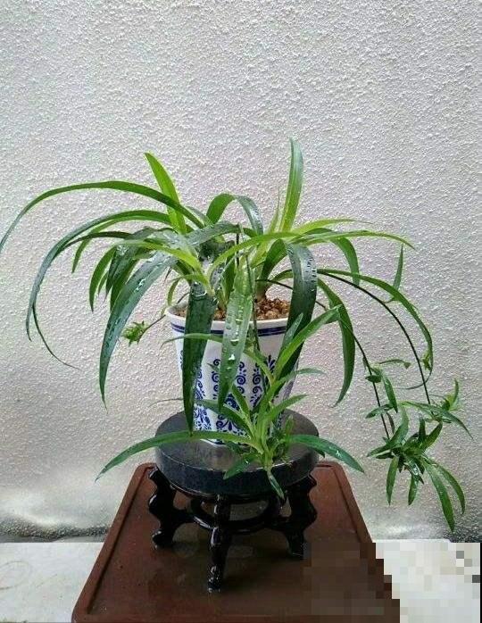 吊兰如何安全过冬，你只看这一篇就够了！