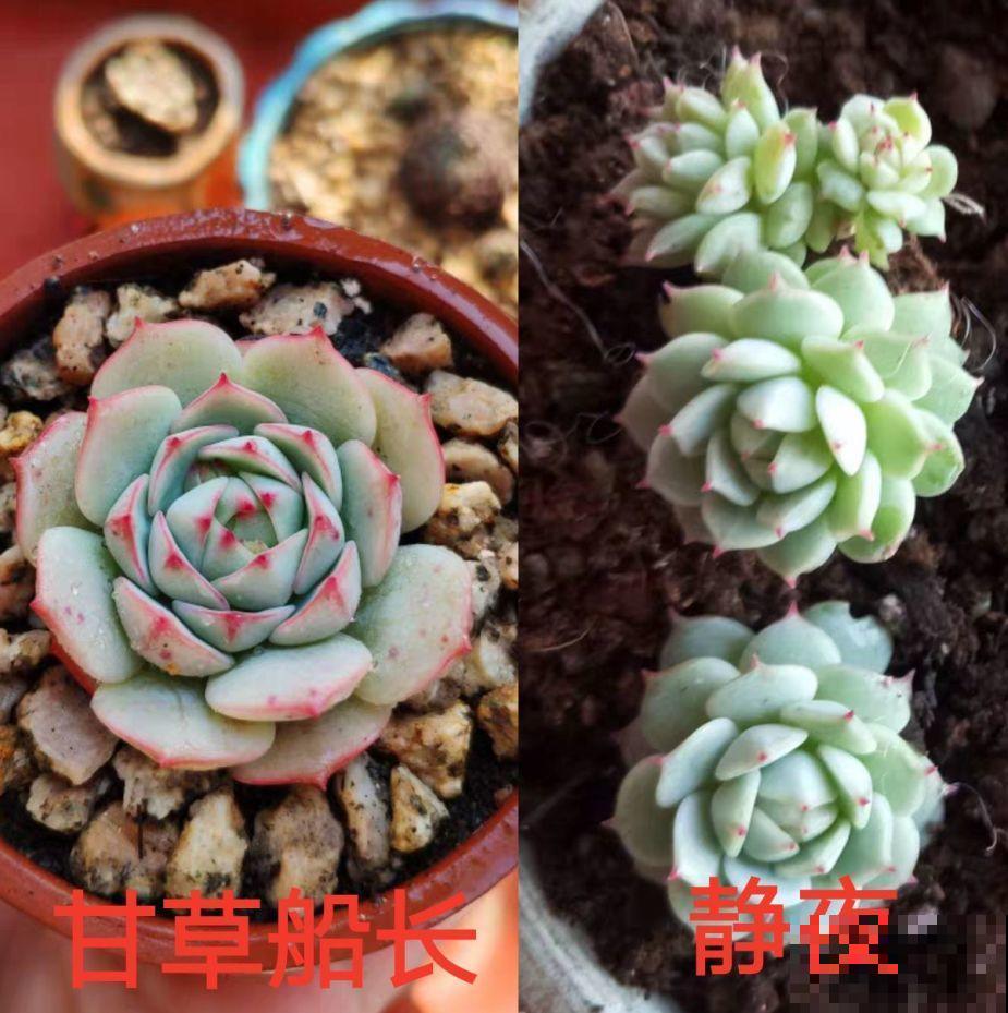 这种多肉，是界内的群生小霸王，长得跟一朵朵小花似的！