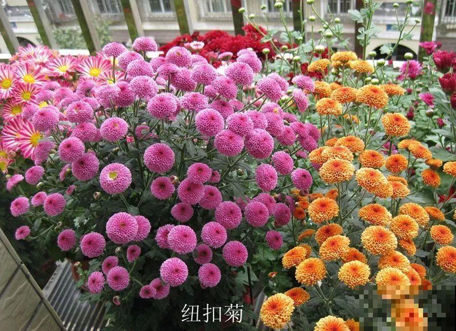 1米宽的防盗窗，挤满99盆花，掐一把开一片！