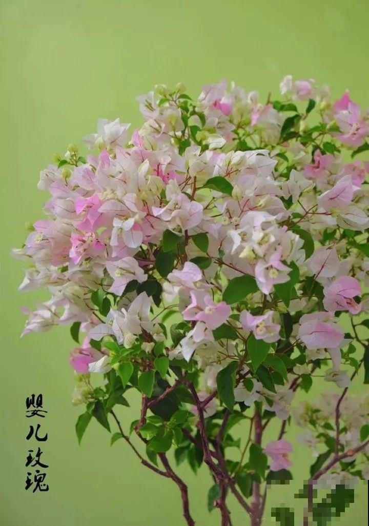 养了5年的三角梅，一长高就砍，终于变成精品老桩！