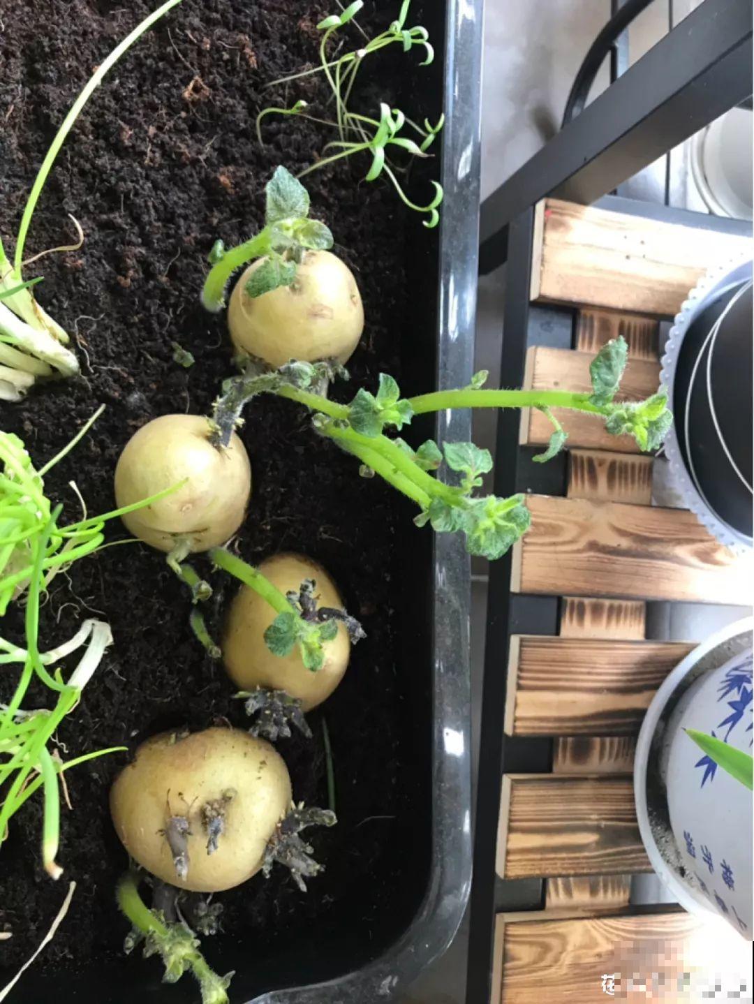 现在养盆它，10天变成小森林，过年就能上桌吃！