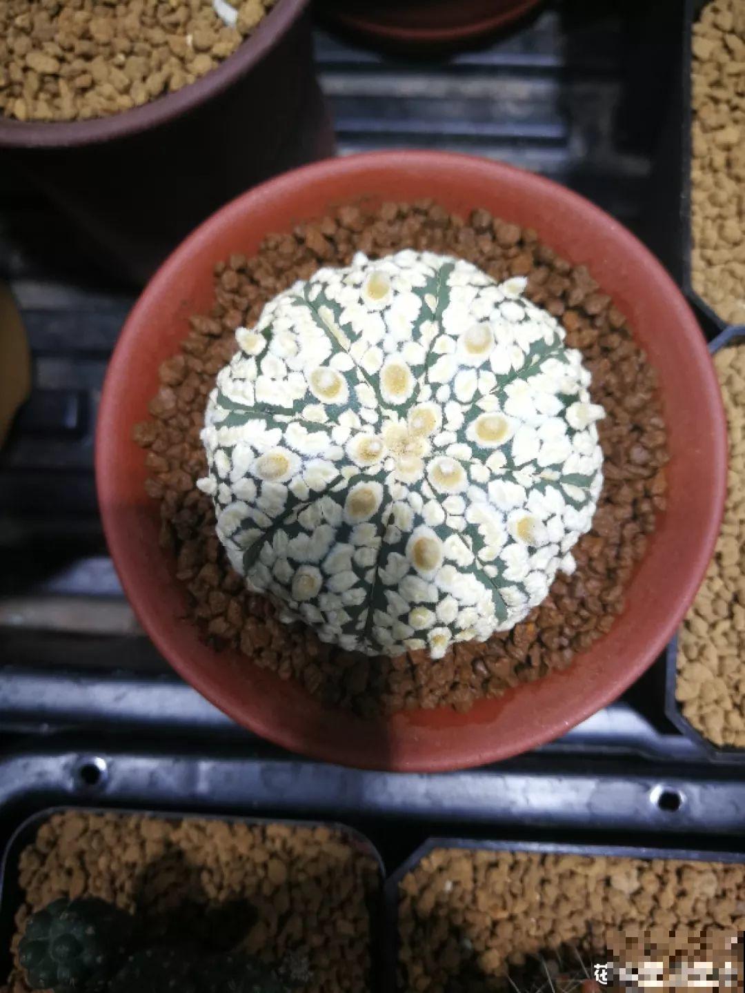 平时没人要的花，开出5朵超大花，邻居全都抢着要！