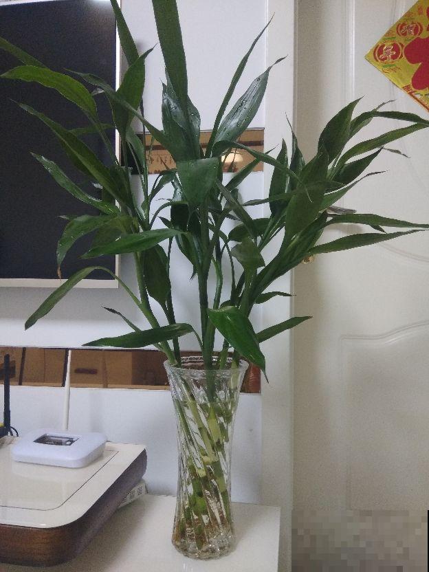 过年养盆富贵竹，水里加点料，叶子反而绿油油