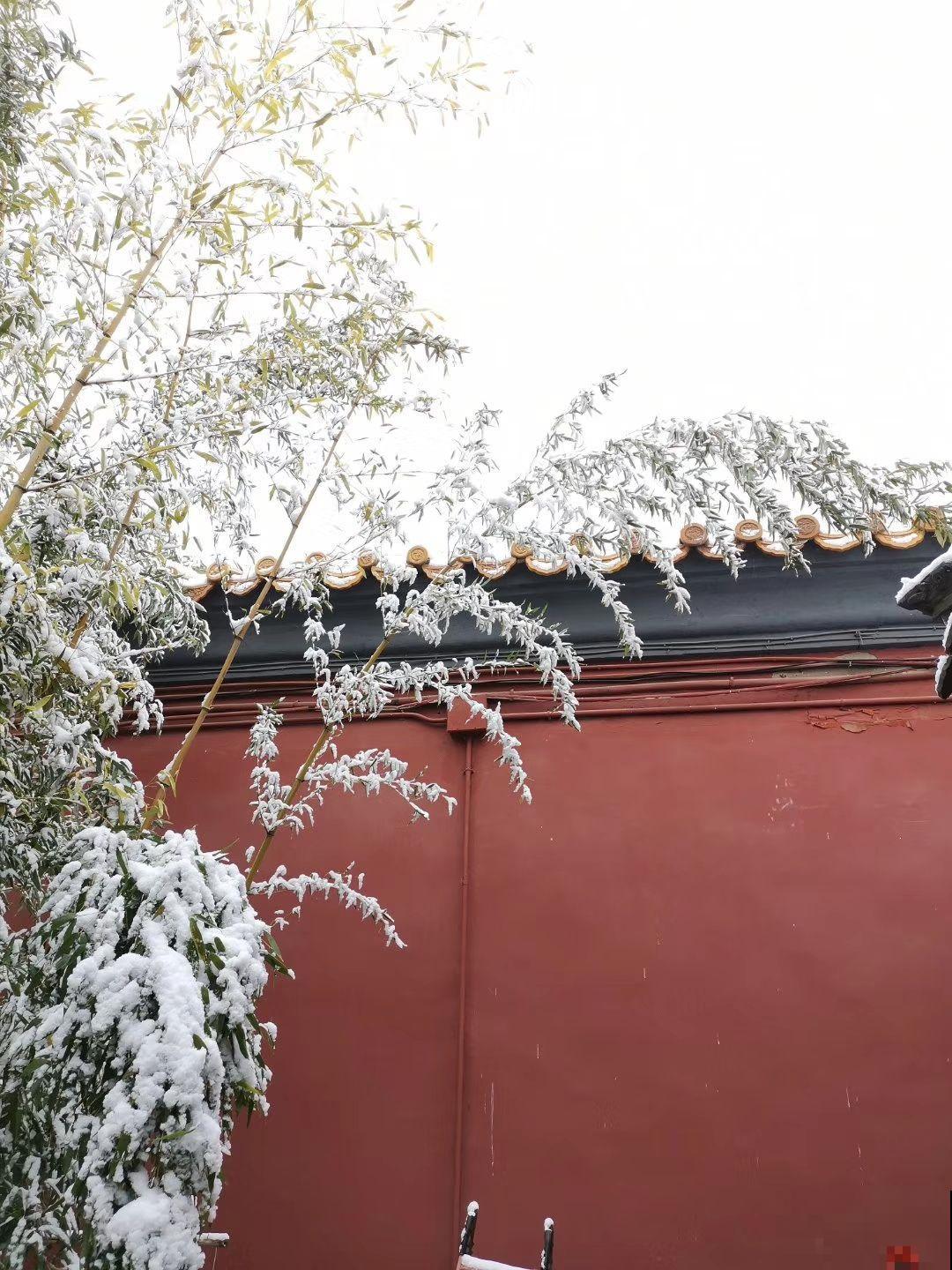 这4种带“雪”的花，现在种刚刚好，赏叶观花两不误！