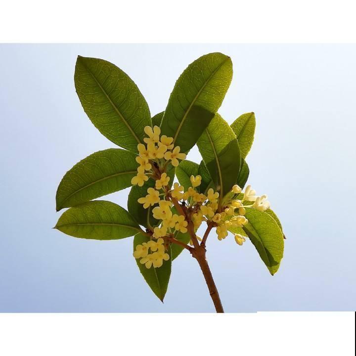 在家养一盆这种花，花香持久很迷人，特别受欢迎！