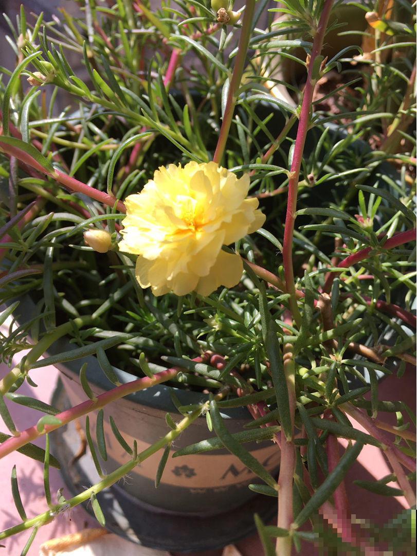喜欢热闹就养这5种花，阳光一晒就开花，动不动就爆盆！