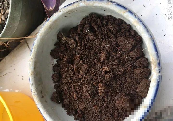 这东西不要钱，撒土里花蹭蹭长，放卫生间能除异味！