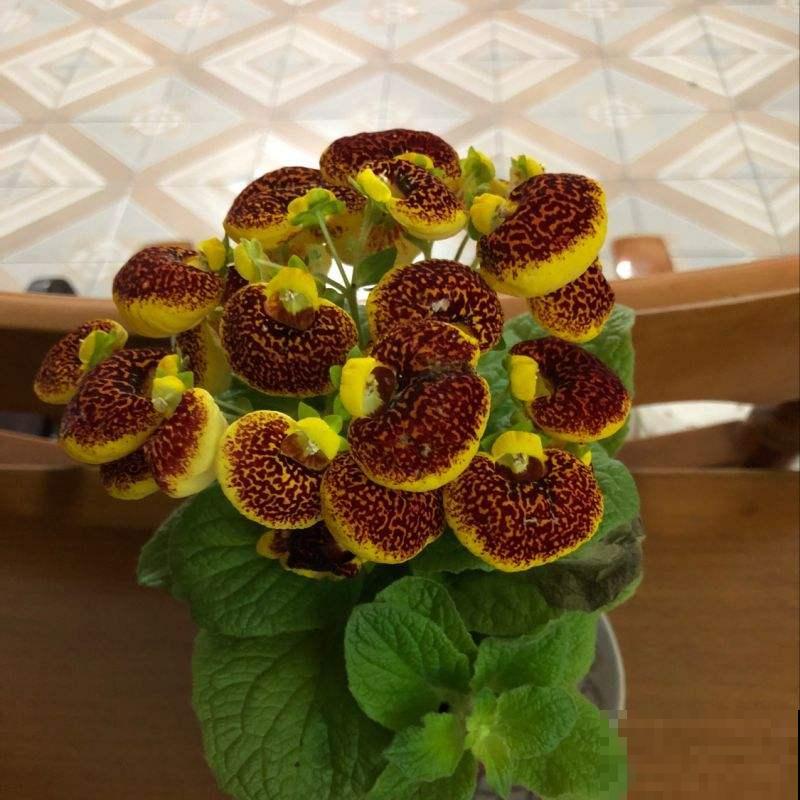 这花一开众人惊，花型奇特寓意好，荷包满满发大财！