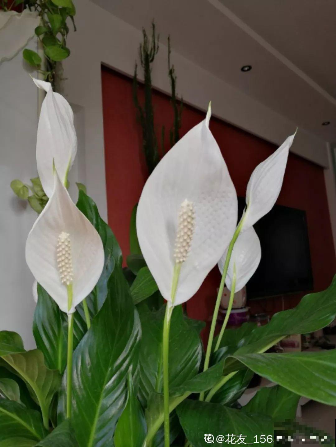 这4种花养在家里，就是一个小型的加湿器，不干不躁真舒服！