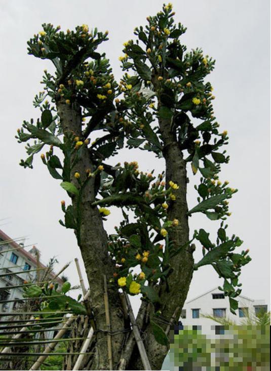 老家一棵仙人掌，长得比2层楼还高，开花满树金黄！