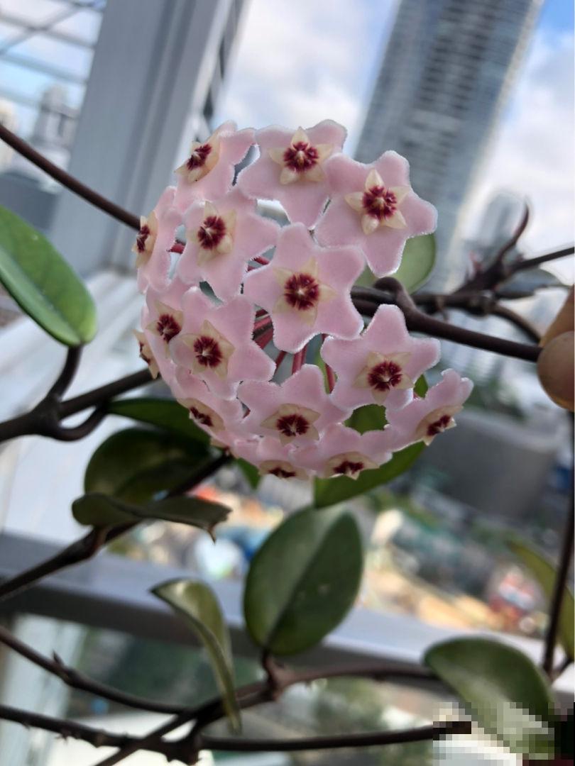 耐阴花就养它，开花像花球，满屋飘香