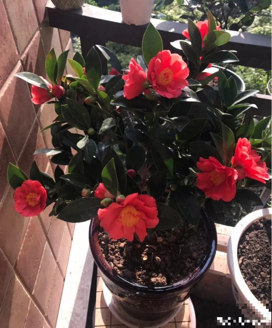 家里有这6种花，天越冷开得越旺，比绿萝还好养！