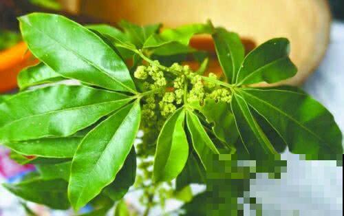 这种植物看似平常，其实能做茶还能做家具，闻着清香扑鼻真喜人！