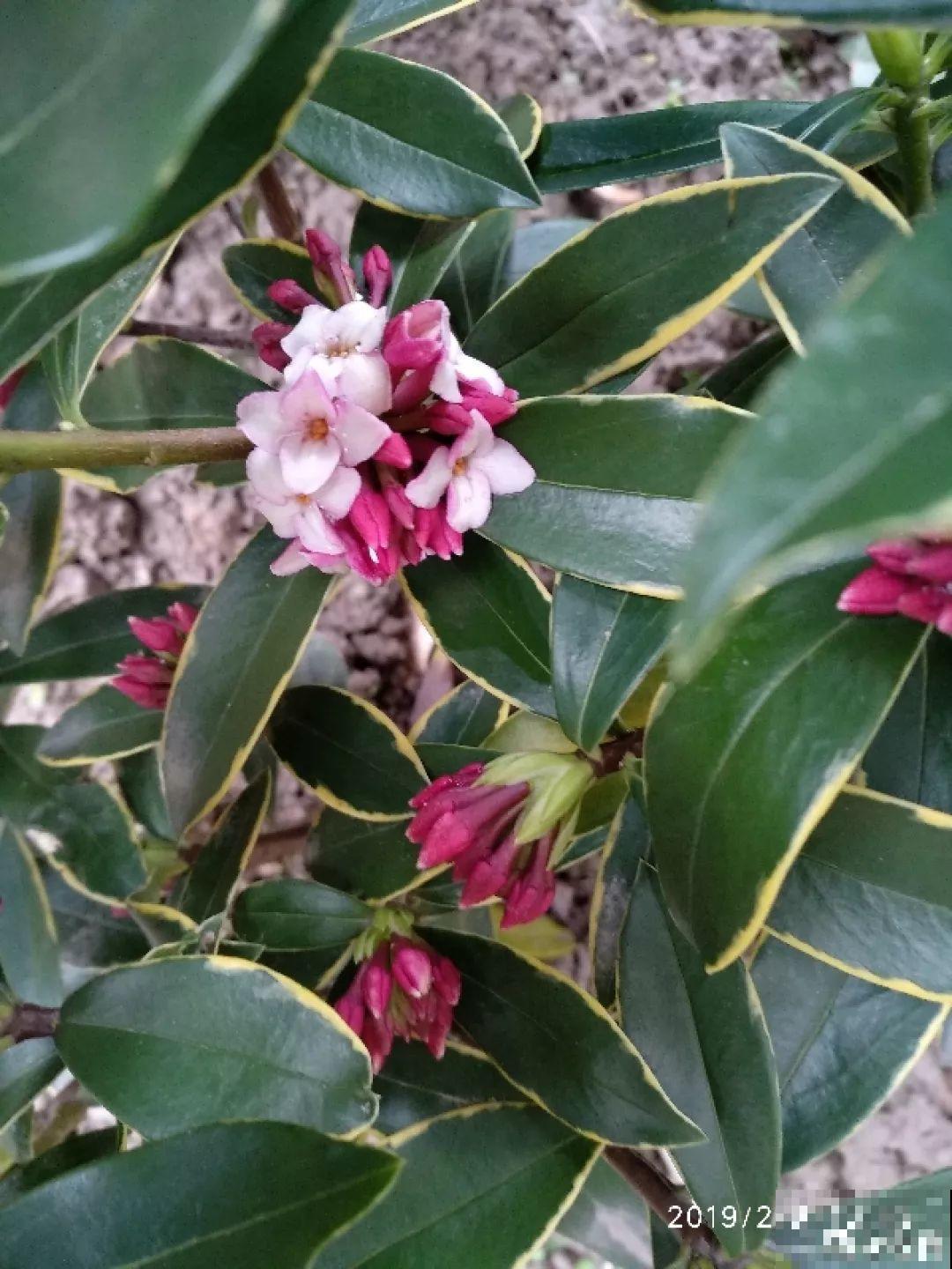 14种香水花，家里摆一盆，满屋子都是香味！