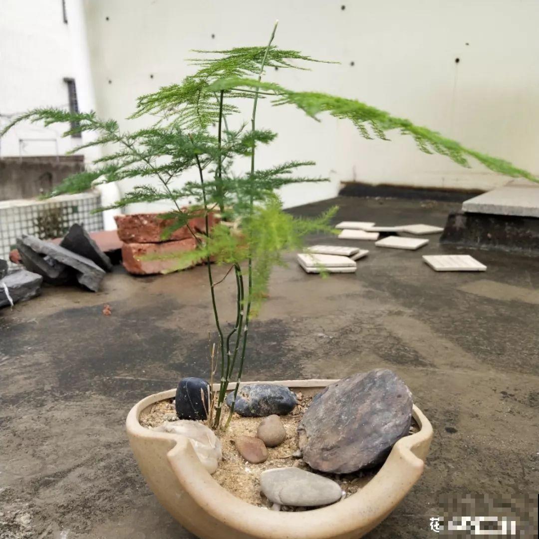 养这花别心软，遇到黄叶狠心剪，越剪长得越快！