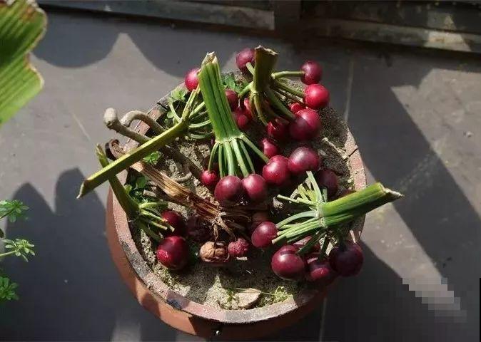 养这花真赚钱，一年能生3麻袋，邻居朋友抢着要！
