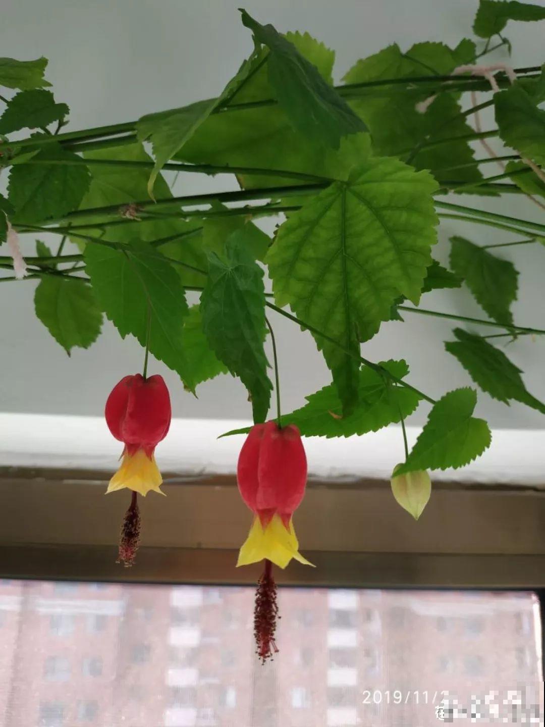 窗户边养盆它，耐阴还开花，养成花帘子太美！