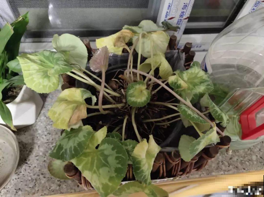 10种花，冬天切记管住手，小心浇完水就掉叶子！