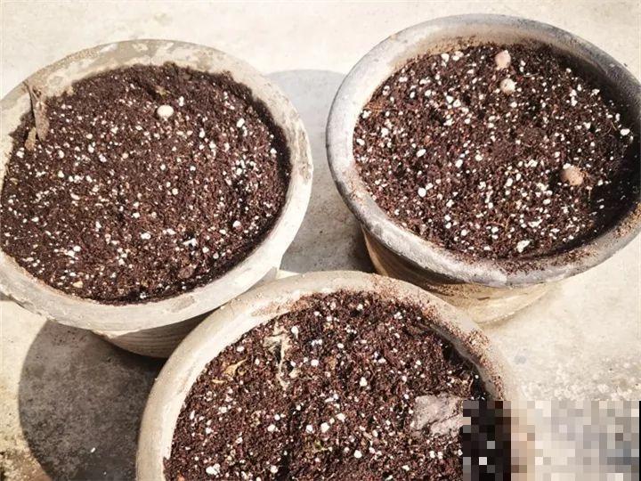 冬天养个大肚子花，不怕冷爱开花，放客厅最有气质！