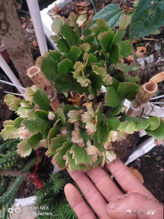 蟹爪兰刚开花，他把30个花苞全摘了，真心疼！