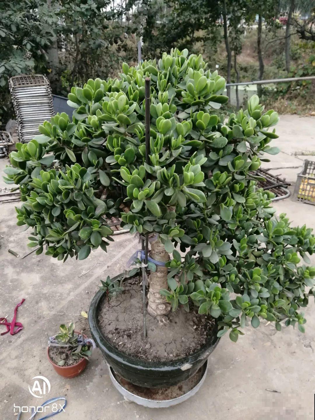 养了20年的玉树，杆子比大腿还粗，满树白花跟下雪了一样！