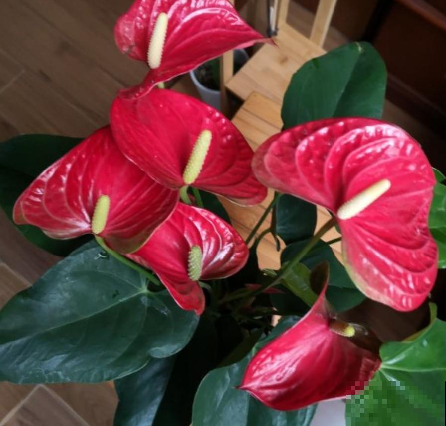 过年养盆“塑料花”，年后也不用愁，能一直开到春天！
