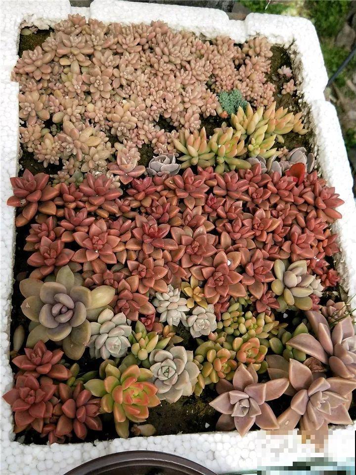 姐姐的快递箱，全部种满多肉，比盆栽的效果还要好！