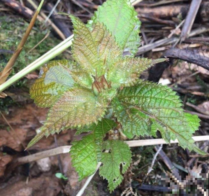 以前拿来喂兔子的野菜，没想到营养价值这么高，城里人争着买来吃