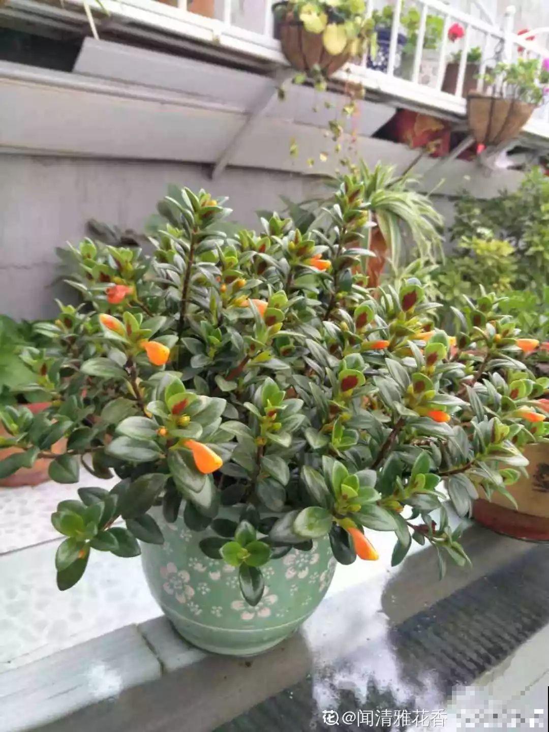 过年养10种花，红红火火一大片，连灯笼都不用挂了！