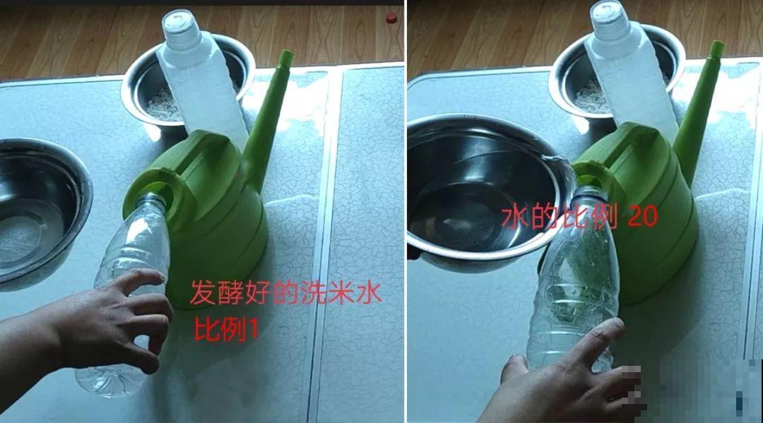 淘米水里加上它，没有异味肥效翻倍，给花用点叶子绿油油！