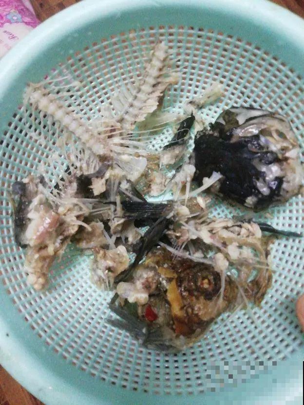 浇花的水里加点这种料，壮花还杀虫，太管用了！