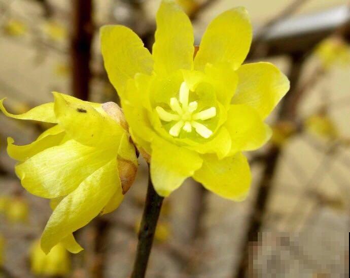 什么，腊梅居然不是梅花？这么多年都认错了！