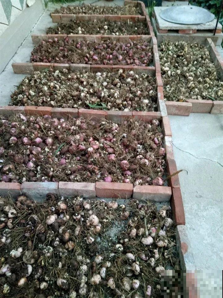 养这花真赚钱，一年能生3麻袋，邻居朋友抢着要！