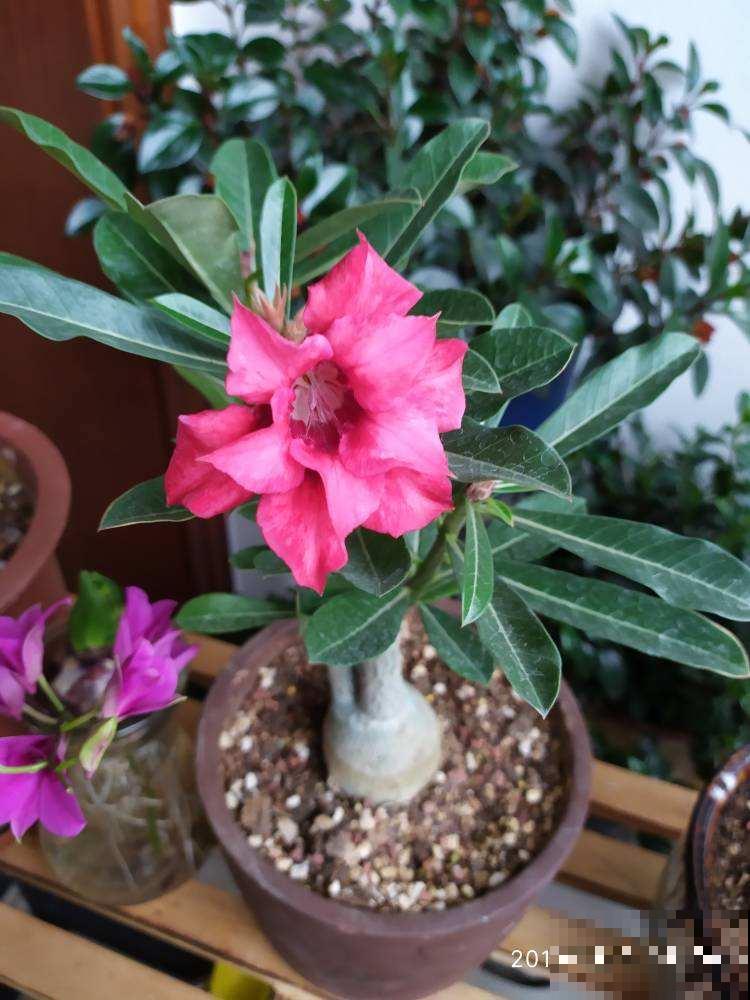 这花就得种在小盆里，盆越小越挤，花长得越旺盛