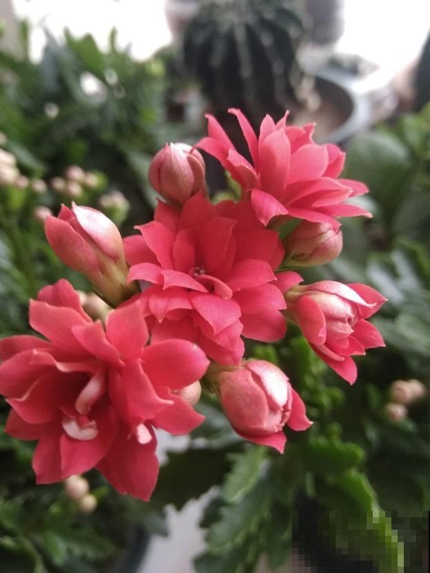 2种花，最适合懒人种，北阳台也能开爆盆
